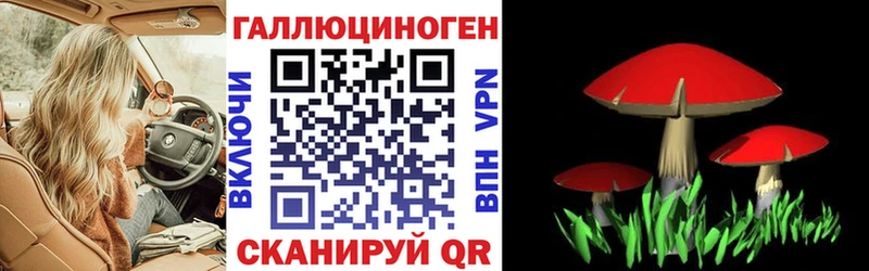 где продают   Славгород  Галлюциногенные грибы Cubensis 